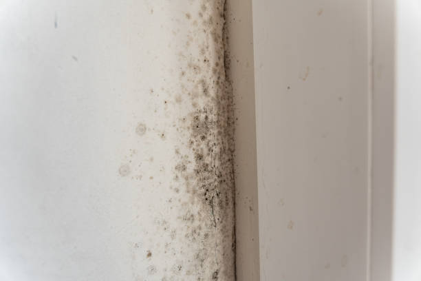 Environmental Consulting for Mold Prevention in Wilmerding, PA